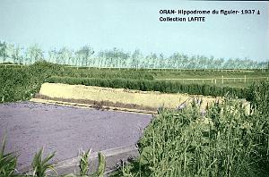Oran- Le figuier 33a - Copie - Copie